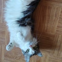 COQUINE, chatte à adopter