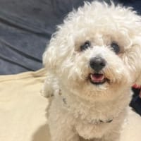 OAA19966 ROMY, chienne à adopter