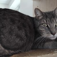 mimi youki, chat à adopter