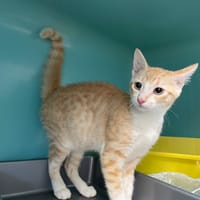 SAKI, chat à adopter