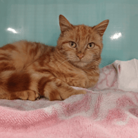 JACKPOT, chat à adopter