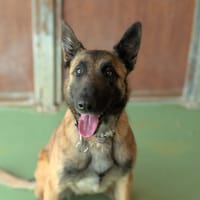LOUNA, chienne à adopter