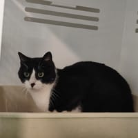ALASTOR, chat à adopter