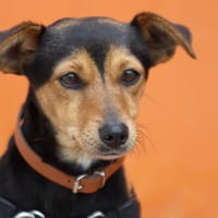 LAITUE dite SOUKIE, chienne à adopter