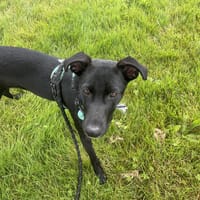 SHELL, chienne à adopter