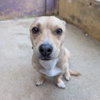 VOYOU, chien à adopter