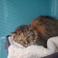 LYZA, chatte à adopter