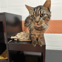 TOMEK, chat à adopter