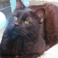 OSCAR, chat à adopter