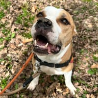 ALYA PAA24176, chienne à adopter