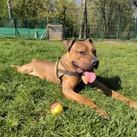 SNOW PAA24167, chien à adopter