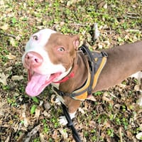 DROGO PAA24179, chien à adopter