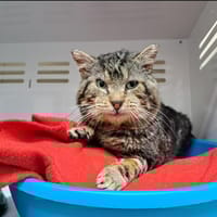 KENDALL, chat à adopter