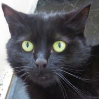 BUSTER, chatte à adopter