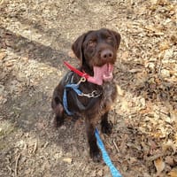 Marcel PAA24125, chien à adopter