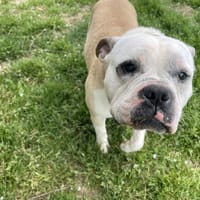 USKO, chien à adopter