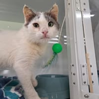 MINIMUS, chat à adopter