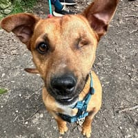 PETTER PAA24152, chien à adopter