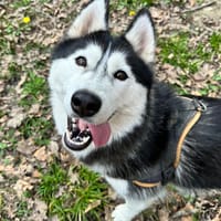 ALMA PAA24129, chienne à adopter