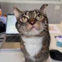 CHIPIE, chatte à adopter