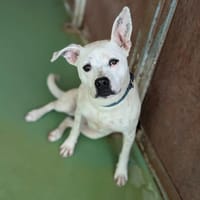 AIKA, chienne à adopter