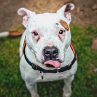 MOLLY, chienne à adopter