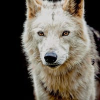 Ottawa, chien à adopter