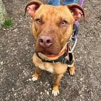 ZACKPAA22964, chien à adopter