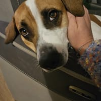 ELLIOT, mâle croisé créole, né le 25/06/2023 🌜, chien à adopter