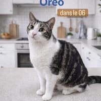 OREO, chat à adopter