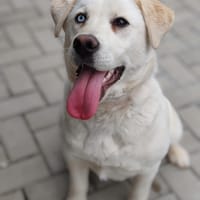 Megan, chienne à adopter