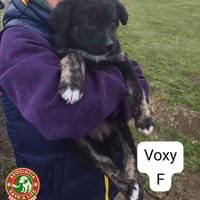 Voxy, chienne à adopter