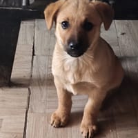 Violette, chienne à adopter