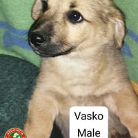 Vasko, chien à adopter