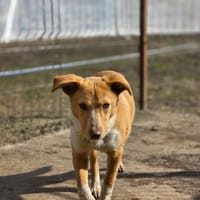 Lyris, chienne à adopter