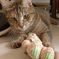 HESTIA, chatte à adopter