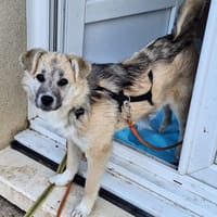 Pago, chien à adopter