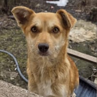 Leissa, chienne à adopter