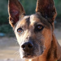 YAKO (Maria), chien à adopter