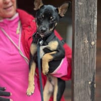 PUDDLES (Maria), chien à adopter