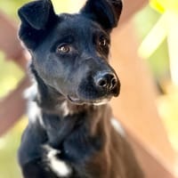 MELLIE (Maria), chien à adopter