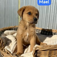 MAËL (Animalea), chien à adopter