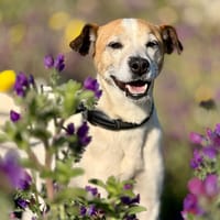 GOKU (Maria), chien à adopter