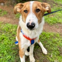 ANUK, chien à adopter