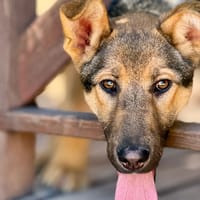 ALLIE (Maria), chienne à adopter