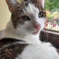 Miłek, kot do adopcji