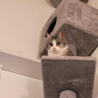 Süße Bura gemeinsam mit Pigi, Katze zur Adoption