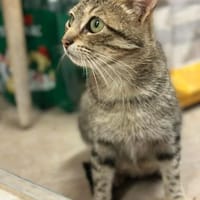 Tigermädchen Flia sucht ihre Familie, Katze zur Adoption