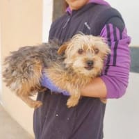 Gelsomina sucht geduldige Menschen, Hündin zur Adoption