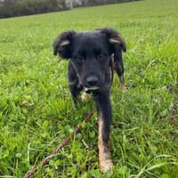 Amira, Hündin zur Adoption